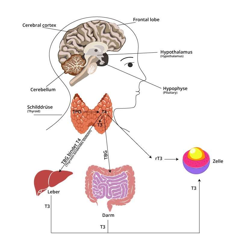 Schaubild des hormonellen Regelkreises der Schilddrüse: Darstellung der Verbindung zwischen Gehirn (Hypothalamus und Hypophyse), Schilddrüse, Leber, Darm und Zelle. Gezeigt werden die Produktion von T4 und T3, die Bindung an TBG, sowie die Umwandlung in rT3 und T3.