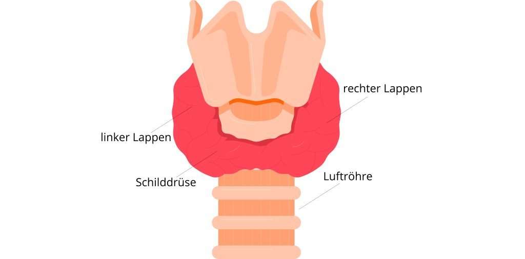Illustration der Schilddrüse mit linker und rechter Lappen sowie der Luftröhre, thematisiert im Artikel über mögliche Ursachen der Hashimoto-Thyreoiditis und Schilddrüsenunterfunktion auf healthmonkeys.de.